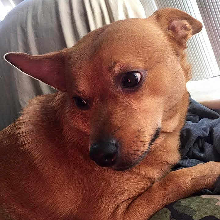 Wiley joined the competition — help win amazing prizes! dog, brown_dog, pet, canine, close_up, indoor, couch, blanket, resting, fur, ears, nose, eyes, portrait, animal, domestic_animal, companion, relaxed, home, cozy