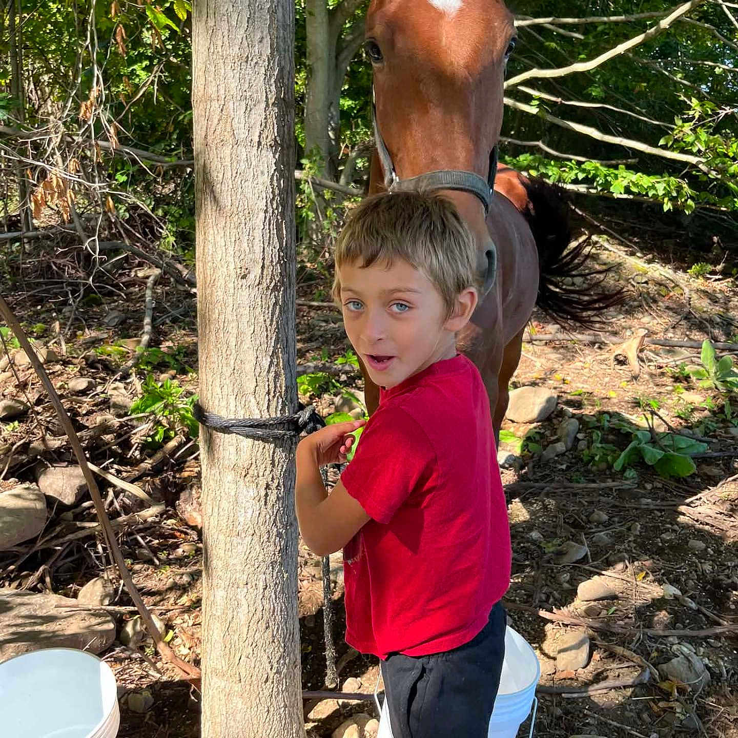 Bentley joined the competition — help win amazing prizes! child, boy, horse, animal, outdoors, woodland, forest, tree, nature, smiling, portrait, red_shirt, black_pants, halter, bucket, rope, sunlight, rocks, equestrian, rural