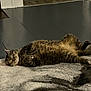 Lucy is registered to the contest to win money with this photo: cat, tabby_cat, sleeping, carpet, indoor, floor, doorway, home, pet, animal, feline, relaxed, cozy, fur, whiskers, paws, striped, resting, mammal, quiet