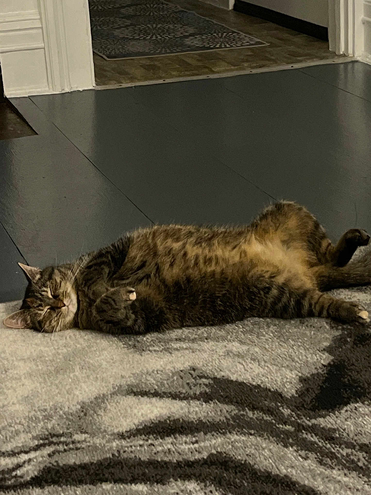 Lucy is registered to the contest to win money with this photo: cat, tabby_cat, sleeping, carpet, indoor, floor, doorway, home, pet, animal, feline, relaxed, cozy, fur, whiskers, paws, striped, resting, mammal, quiet