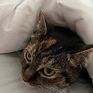 Lucy joined the competition — help win amazing prizes! cat, animal, pet, tabby, fur, whiskers, ears, eyes, blanket, bed, cozy, indoor, resting, closeup, cute, sleepy, domestic, comfort, soft, curious