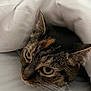 cat, animal, pet, tabby, fur, whiskers, ears, eyes, blanket, bed, cozy, indoor, resting, closeup, cute, sleepy, domestic, comfort, soft, curious