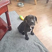 Patch is registered to the contest to win money with this photo: puppy, dog, black_dog, indoor, rug, wood_floor, toy, water_bowl, furniture_leg, table, chair_leg, pet, young_dog, domestic_animal, curious, sitting, floor, living_room, home, animal