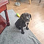puppy, dog, black_dog, indoor, rug, wood_floor, toy, water_bowl, furniture_leg, table, chair_leg, pet, young_dog, domestic_animal, curious, sitting, floor, living_room, home, animal