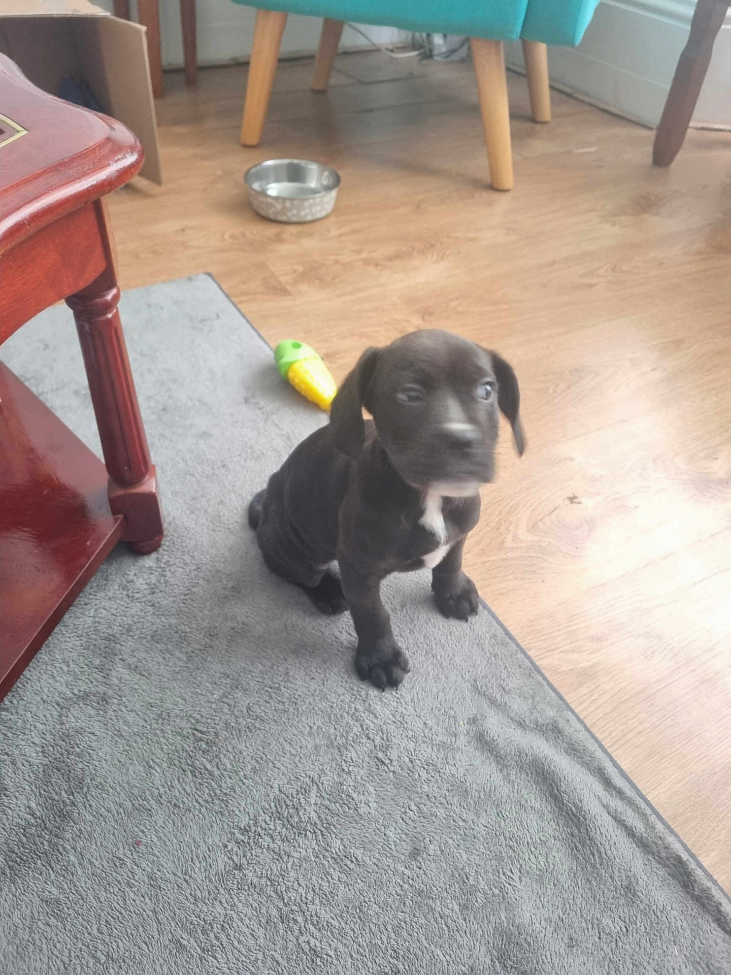 Patch is registered to the contest to win money with this photo: puppy, dog, black_dog, indoor, rug, wood_floor, toy, water_bowl, furniture_leg, table, chair_leg, pet, young_dog, domestic_animal, curious, sitting, floor, living_room, home, animal