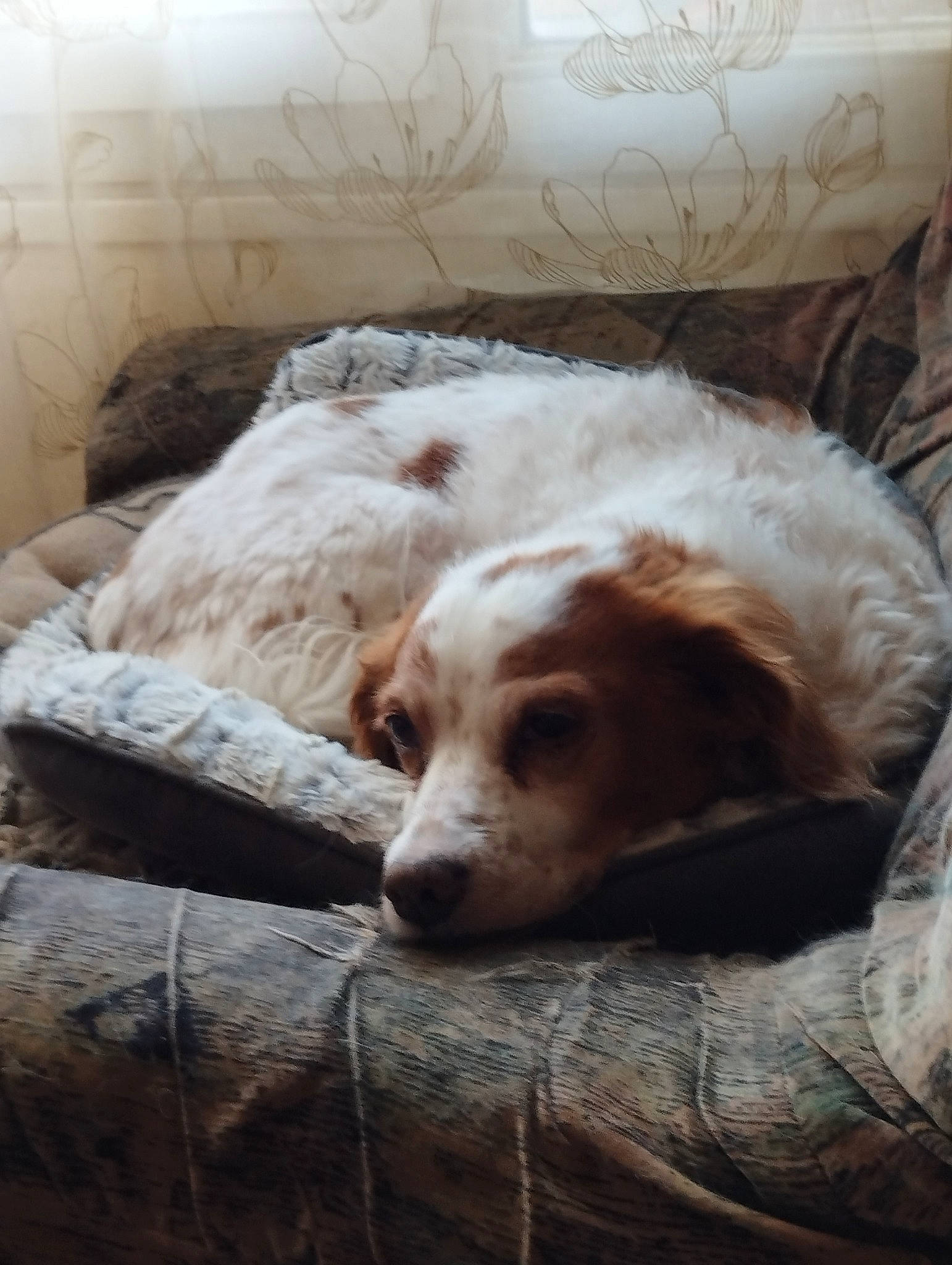 Emma a rejoint le concours — aidez-le/la à gagner de superbes lots ! bedding, bored, canidae, carnivore, comfort, companion_dog, couch, dog, dog_breed, duvet, fawn, fur, gun_dog, linens, liver, snout, sporting_group, whiskers, wood, working_animal