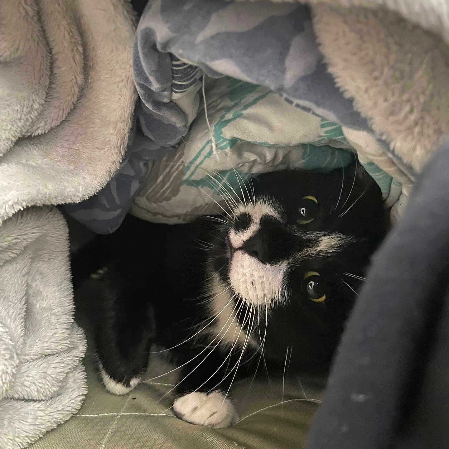 Luna is registered to the contest to win money with this photo: animal, blanket, canine, cat, dog, furniture, kitten, laundry, manx, pet, puppy, quilt, towel