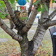 Macha participe au concours pour gagner de l'argent avec cette photo : cat, tree, leaves, outdoor, garden, lantern, furniture, chair, table, grass, trunk, branch, animal, pet, nature, daylight, tabby, curious, perched, wood