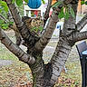cat, tree, leaves, outdoor, garden, lantern, furniture, chair, table, grass, trunk, branch, animal, pet, nature, daylight, tabby, curious, perched, wood