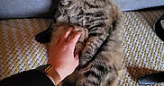 Macha a rejoint le concours — aidez-le/la à gagner de superbes lots ! cat, tabby_cat, pet, fluffy, carpet, hand, couch, indoor, fur, relaxed, animal, paw, whiskers, cute, domestic_animal, friendly, resting, cozy, human_hand, living_room