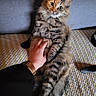 cat, tabby_cat, pet, fluffy, carpet, hand, couch, indoor, fur, relaxed, animal, paw, whiskers, cute, domestic_animal, friendly, resting, cozy, human_hand, living_room