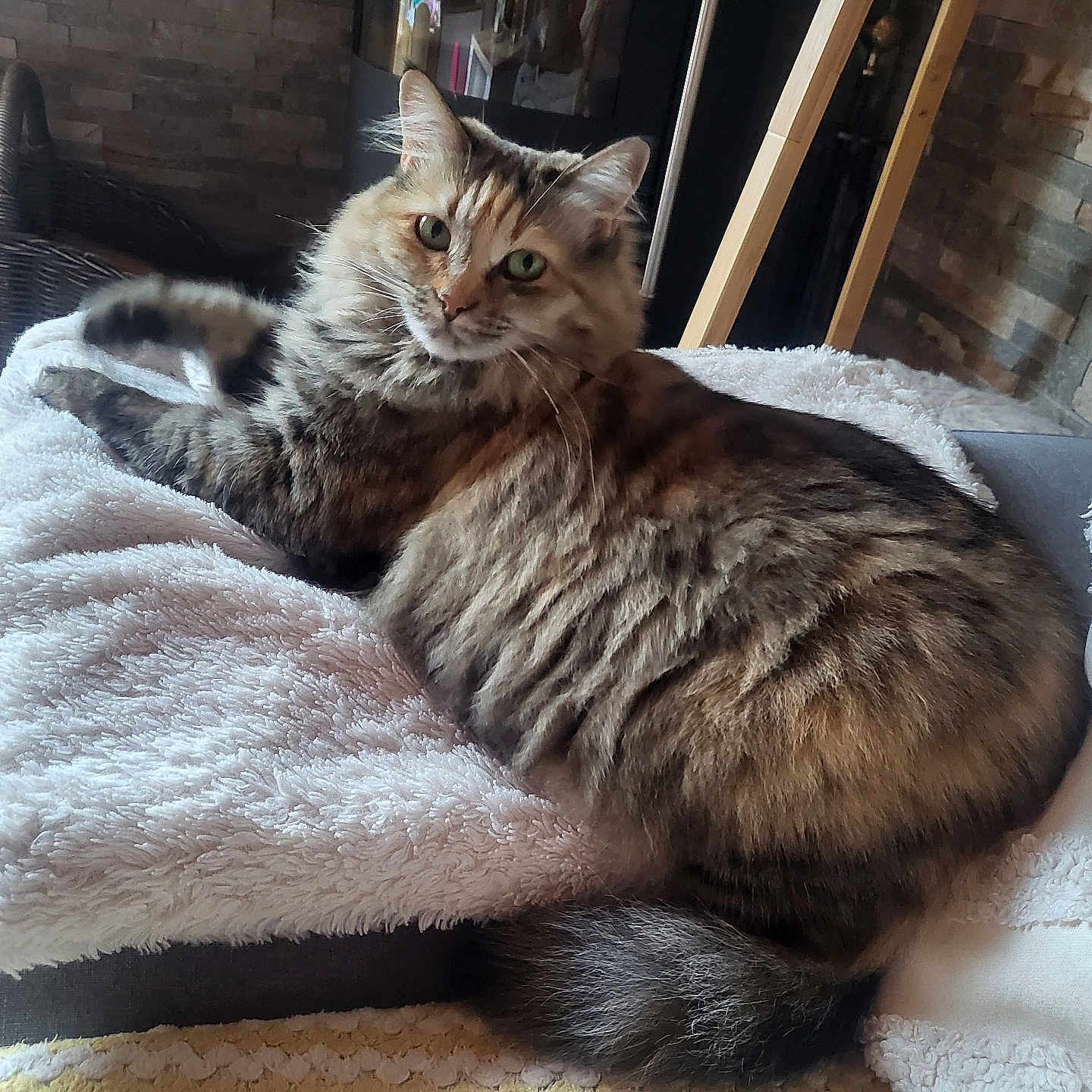 Macha a rejoint le concours — aidez-le/la à gagner de superbes lots ! cat, tabby, fluffy, indoor, blanket, couch, furniture, pet, animal, resting, cozy, green_eyes, fur, tail, looking, curious, home, basket, stone_wall, soft