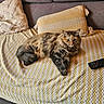 Macha a rejoint le concours — aidez-le/la à gagner de superbes lots ! cat, tabby_cat, fluffy, couch, blanket, pillow, remote_control, indoor, pet, furniture, cozy, relaxed, living_room, home, resting, fur, cute, animal, domestic_cat, laying_down