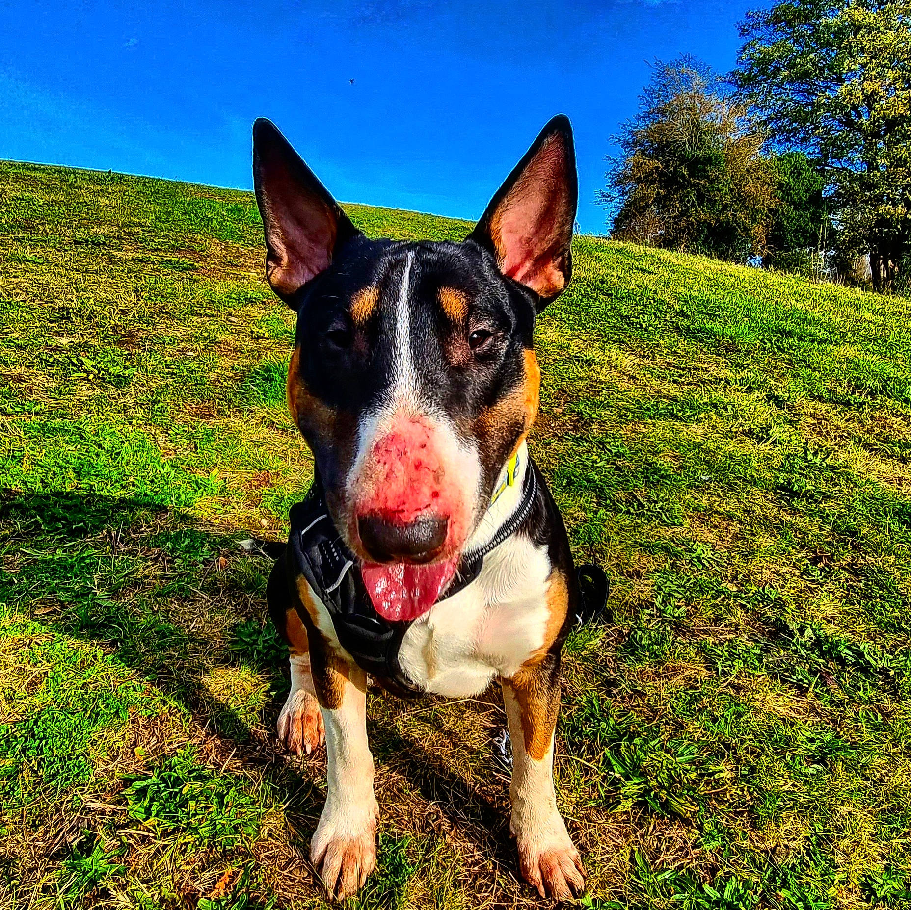 Zues is registered to the contest to win money with this photo: canidae, carnivore, collar, companion_dog, dog, dog_breed, grass, guard_dog, happy, herding_dog, people_in_nature, plant, recreation, sky, snout, sporting_group, tree, whiskers, working_animal, working_dog