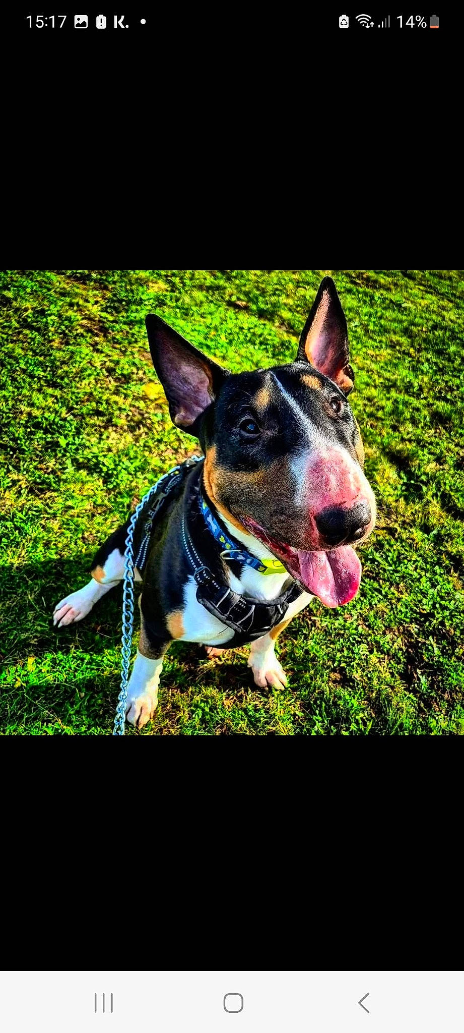 Zues joined the competition — help win amazing prizes! art, canidae, carnivore, collar, companion_dog, dog, dog_breed, dog_collar, electric_blue, eye, grass, guard_dog, herding_dog, non_sporting_group, plant, snout, sporting_group, whiskers, working_animal, working_dog