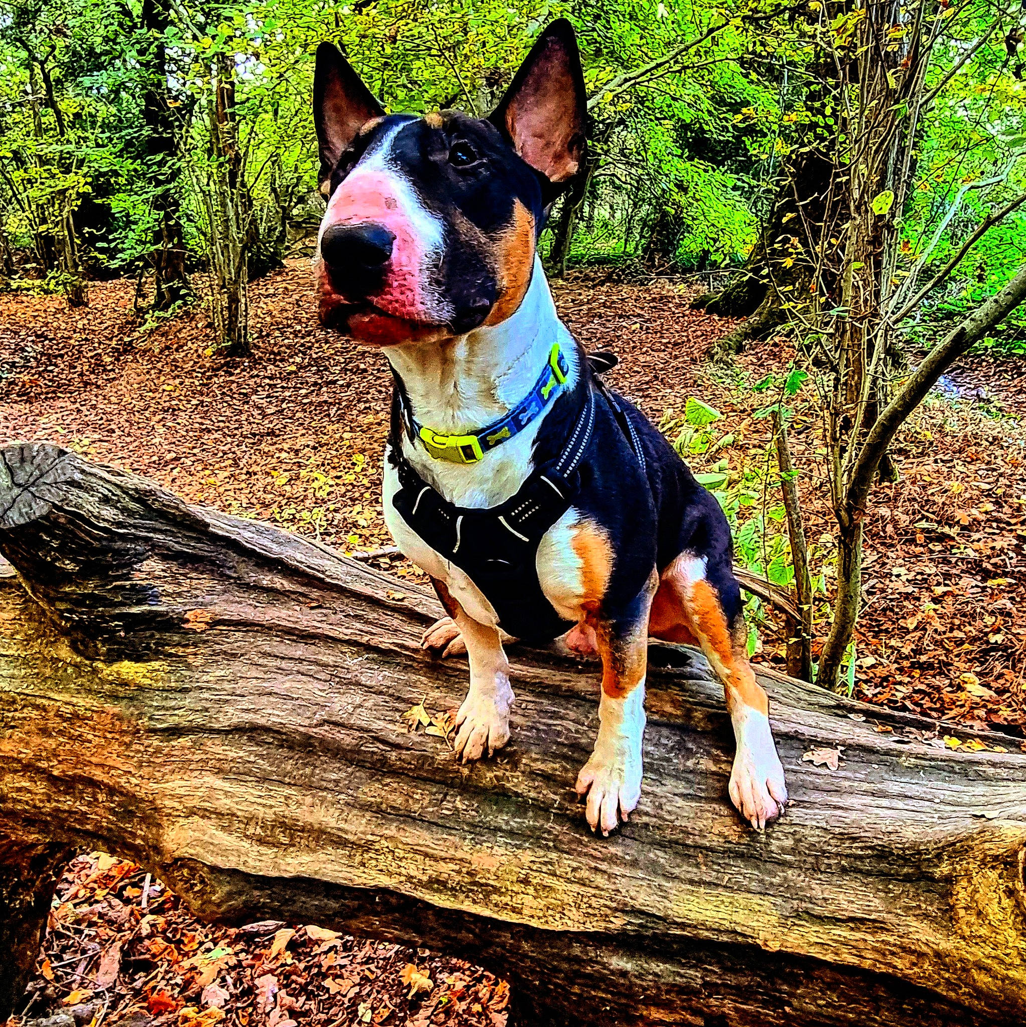 Zues joined the competition — help win amazing prizes! canidae, carnivore, collar, companion_dog, dog, dog_breed, dog_collar, dog_supply, fawn, grass, leash, plant, snout, sporting_group, terrestrial_animal, tree, whiskers, wood, working_animal, working_dog