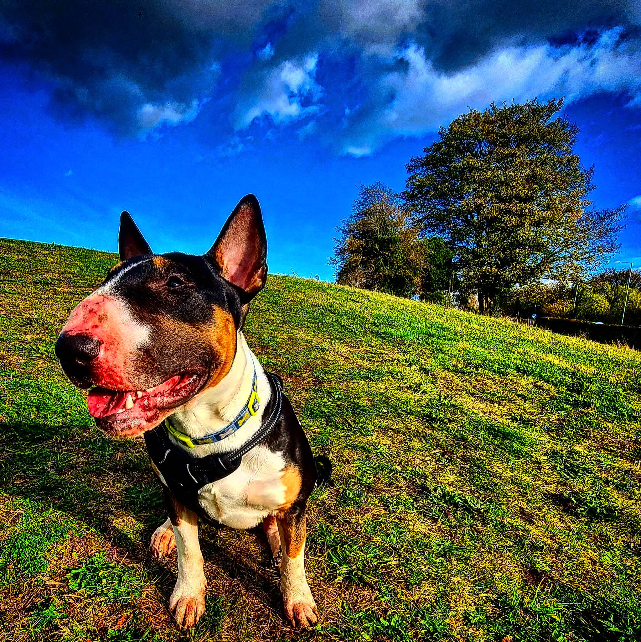 Zues joined the competition — help win amazing prizes! canidae, carnivore, cloud, collar, companion_dog, dog, dog_breed, dog_collar, eye, fawn, grass, happy, people_in_nature, plant, sky, snout, sporting_group, tree, whiskers, working_animal