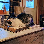 Gabby joined the competition — help win amazing prizes! animal, book, cat, chair, cozy, curiosity, domestic_cat, fluffy, furniture, home, indoor, pet, reading, relaxation, resting, table, vintage, warm_lighting, window, wood