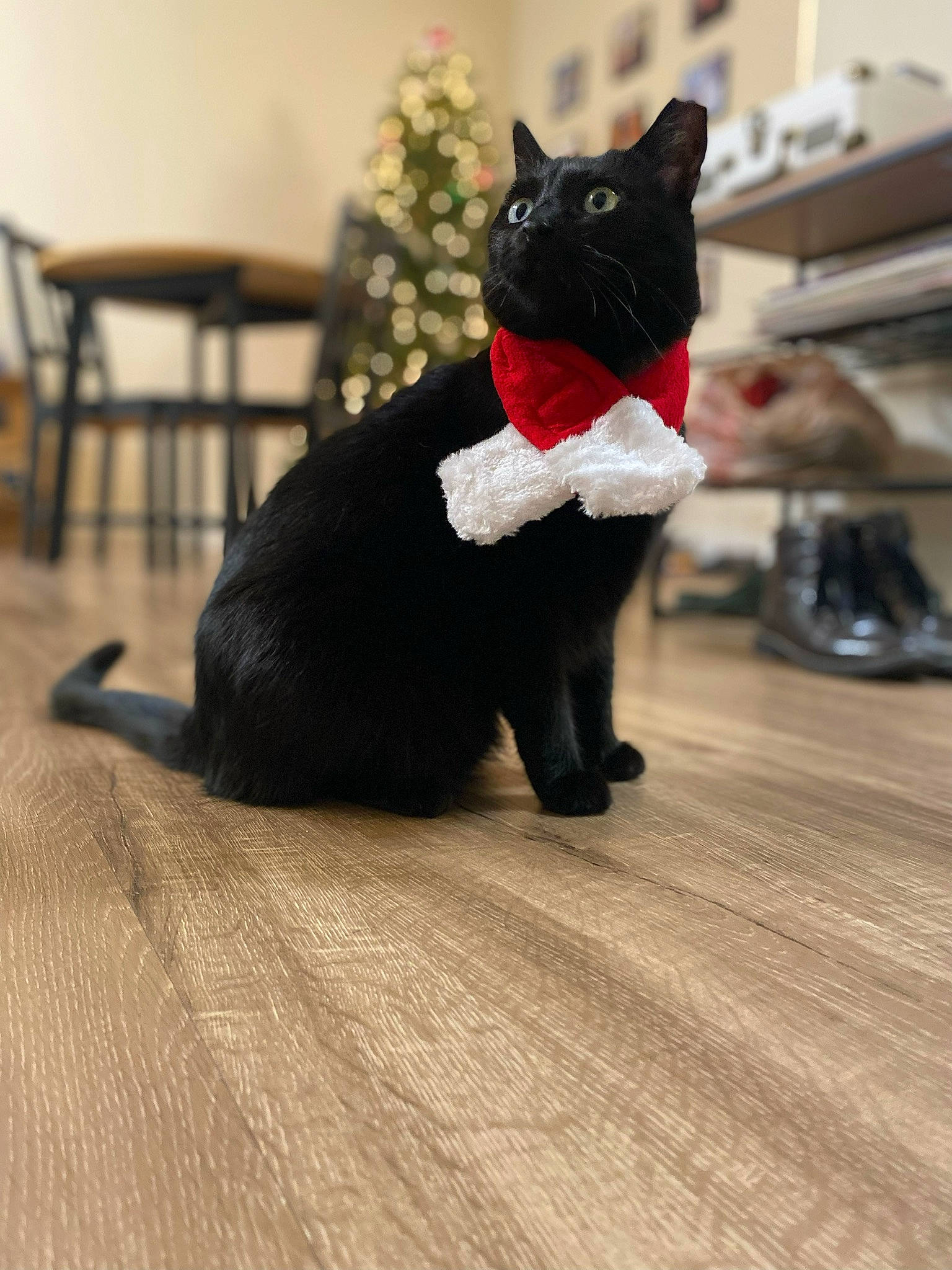 Arabella joined the competition — help win amazing prizes! black_cat, carmine, carnivore, cat, chair, companion_dog, dog_breed, domestic_short_haired_cat, fawn, felidae, flooring, grey, hardwood, small_to_medium_sized_cats, snout, tail, toy, tree, whiskers, wood