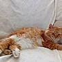 Coquin participe au concours pour gagner de l'argent avec cette photo : cat, orange_cat, white_fur, fluffy, relaxed, sleepy, indoor, blanket, couch, paw, feline, pet, resting, comfort, fur, whiskers, ears, animal, cute, cozy