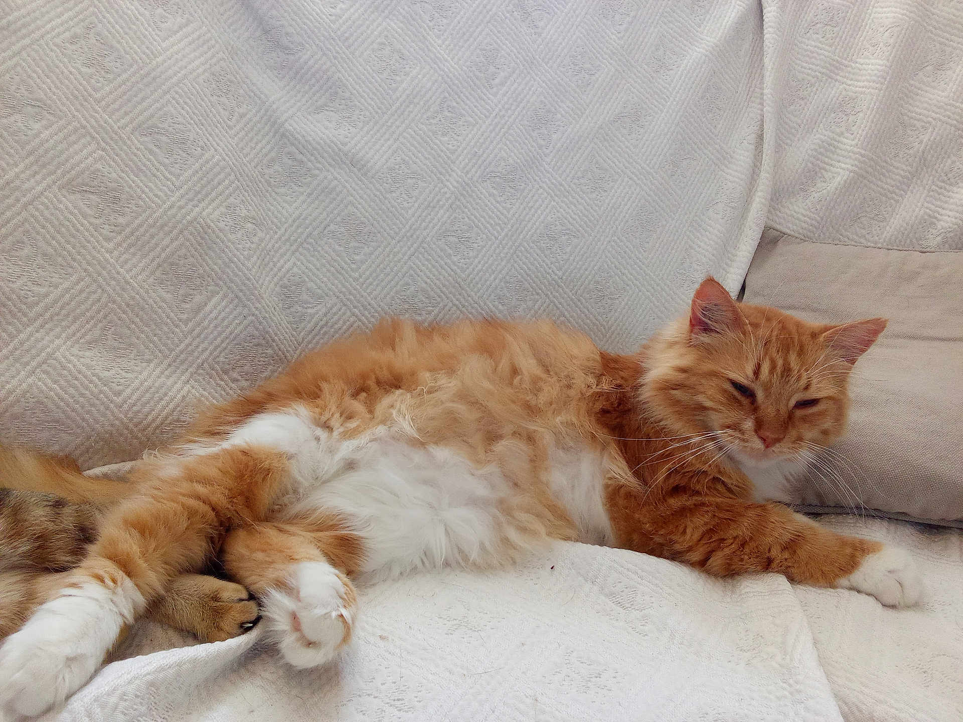 Coquin participe au concours pour gagner de l'argent avec cette photo : cat, orange_cat, white_fur, fluffy, relaxed, sleepy, indoor, blanket, couch, paw, feline, pet, resting, comfort, fur, whiskers, ears, animal, cute, cozy