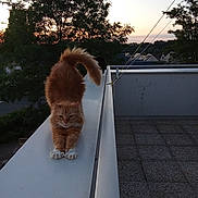 Coquin participe au concours pour gagner de l'argent avec cette photo : cat, orange_cat, stretching, balcony, sunset, trees, outdoor, feline, pet, fur, tail, nature, sky, silhouette, building, quiet, evening, animal, relaxation, domestic_cat