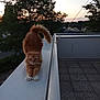cat, orange_cat, stretching, balcony, sunset, trees, outdoor, feline, pet, fur, tail, nature, sky, silhouette, building, quiet, evening, animal, relaxation, domestic_cat