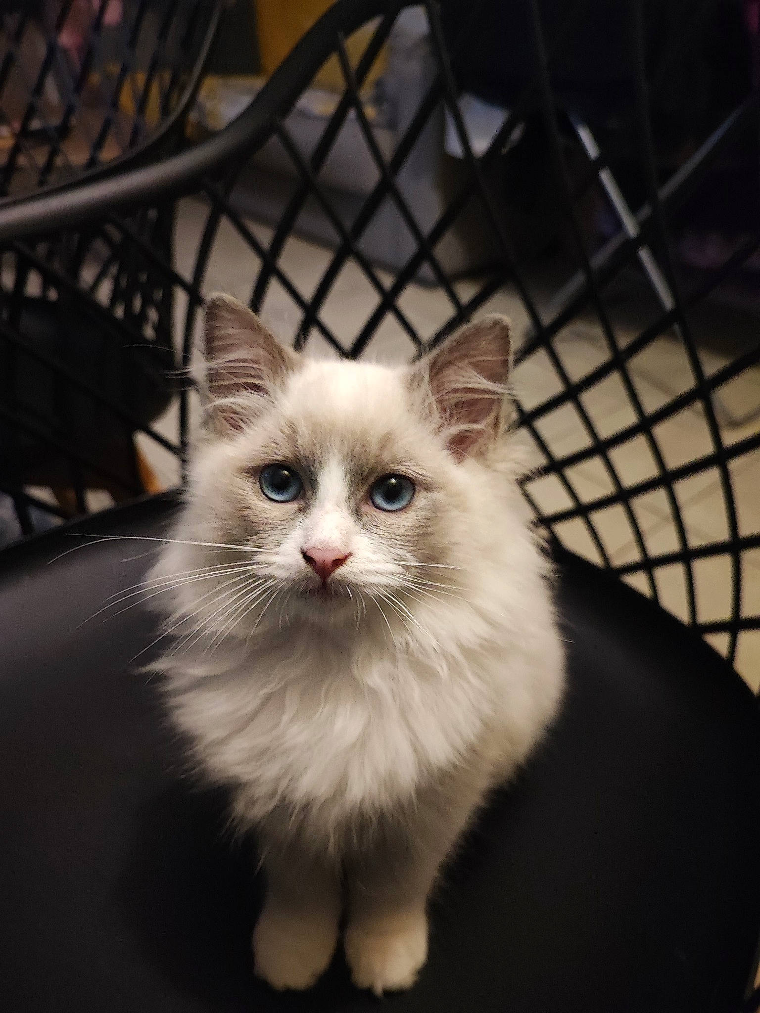 Uby a rejoint le concours — aidez-le/la à gagner de superbes lots ! animal_shelter, cage, carnivore, cat, domestic_short_haired_cat, felidae, fur, mesh, paw, pet_supply, ragdoll, small_to_medium_sized_cats, snout, tail, whiskers