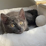 Blue participe au concours pour gagner de l'argent avec cette photo : kitten, cat, gray_cat, pet, animal, indoor, cozy, bed, white_bed, fluffy, toy, ball, relaxed, sunlight, closeup, cute, feline, resting, young_cat, soft