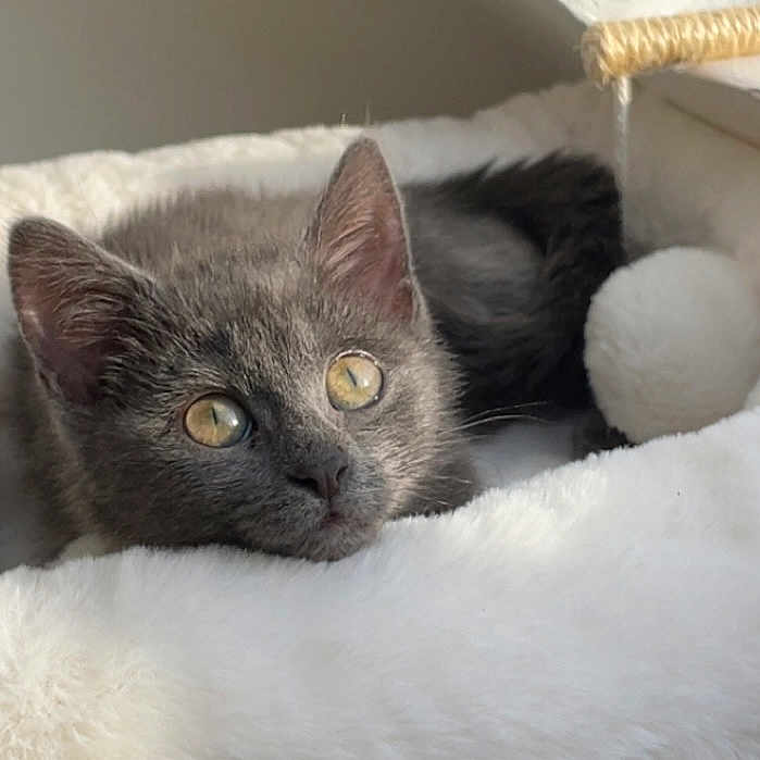 Blue participe au concours pour gagner de l'argent avec cette photo : animal, ball, bed, cat, closeup, cozy, cute, feline, fluffy, gray_cat, indoor, kitten, pet, relaxed, resting, soft, sunlight, toy, white_bed, young_cat