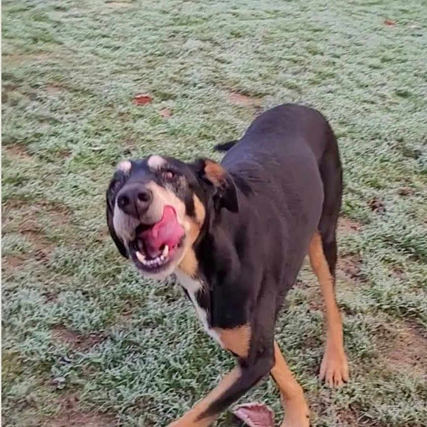 Toundra