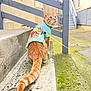 cat, orange_tabby, sweater, leash, stairs, concrete, moss, outdoor, fence, alleyway, pet, animal, cute, looking, sitting, urban, wall, yellow, texture, daylight