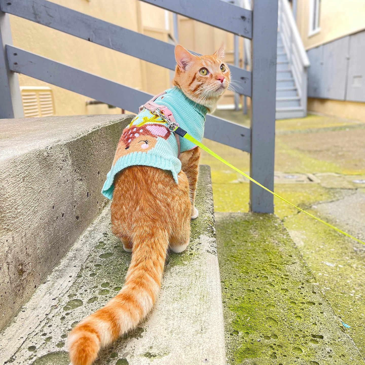 Oliver joined the competition — help win amazing prizes! alleyway, animal, cat, concrete, cute, daylight, fence, leash, looking, moss, orange_tabby, outdoor, pet, sitting, stairs, sweater, texture, urban, wall, yellow