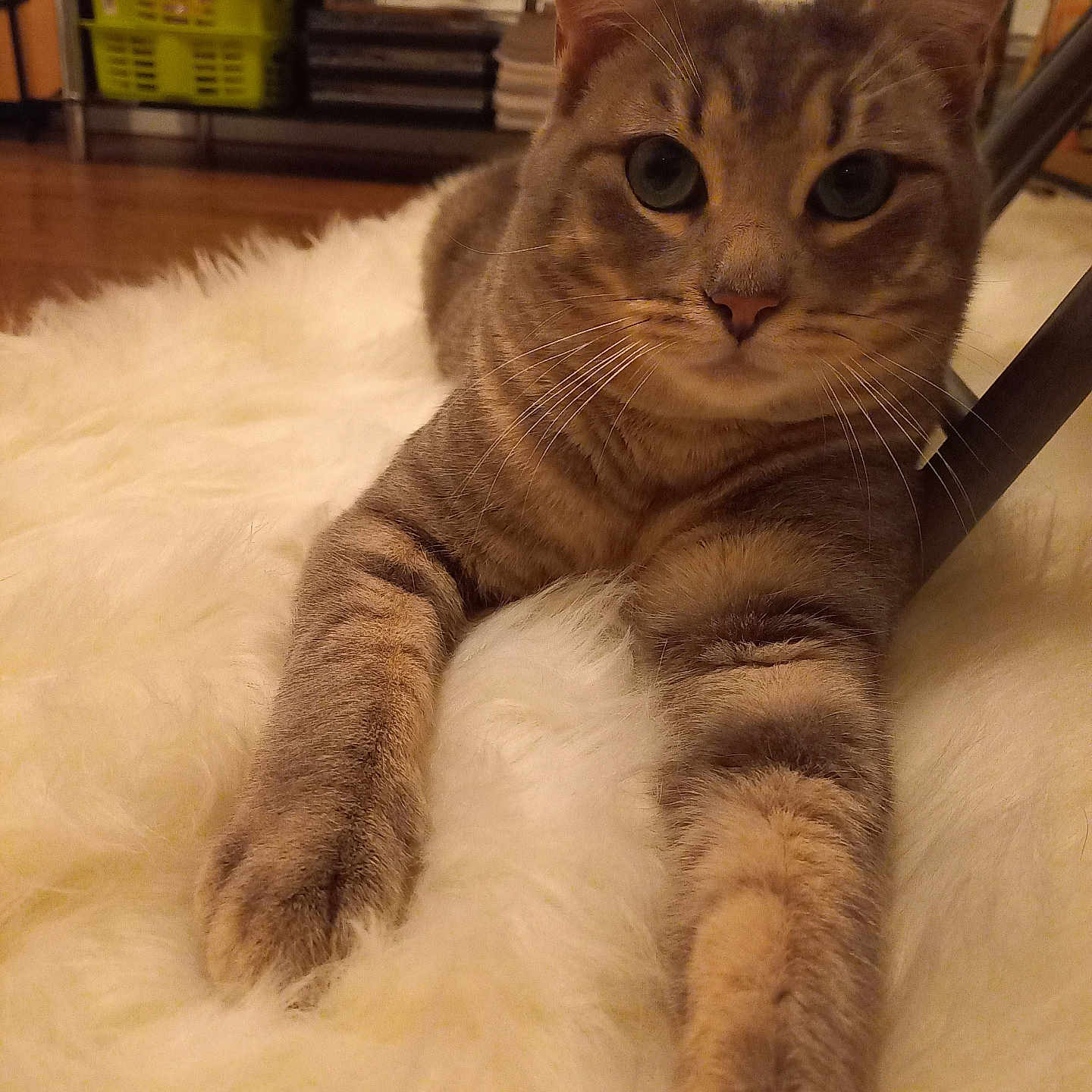 Kiwi participe au concours pour gagner de l'argent avec cette photo : abyssinian, accessories, angora, animal, blanket, cat, couch, furniture, hardwood, homedecor, kitten, linen, manx, pet, plywood, siamese, strap, wood
