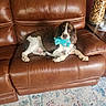 dog, brown_leather_couch, blue_toy, living_room, carpet, jar, wine_corks, side_table, pet, indoor, relaxed, furniture, cozy, animal, home_decor, toy, white_and_brown_dog, resting, comfort, canine