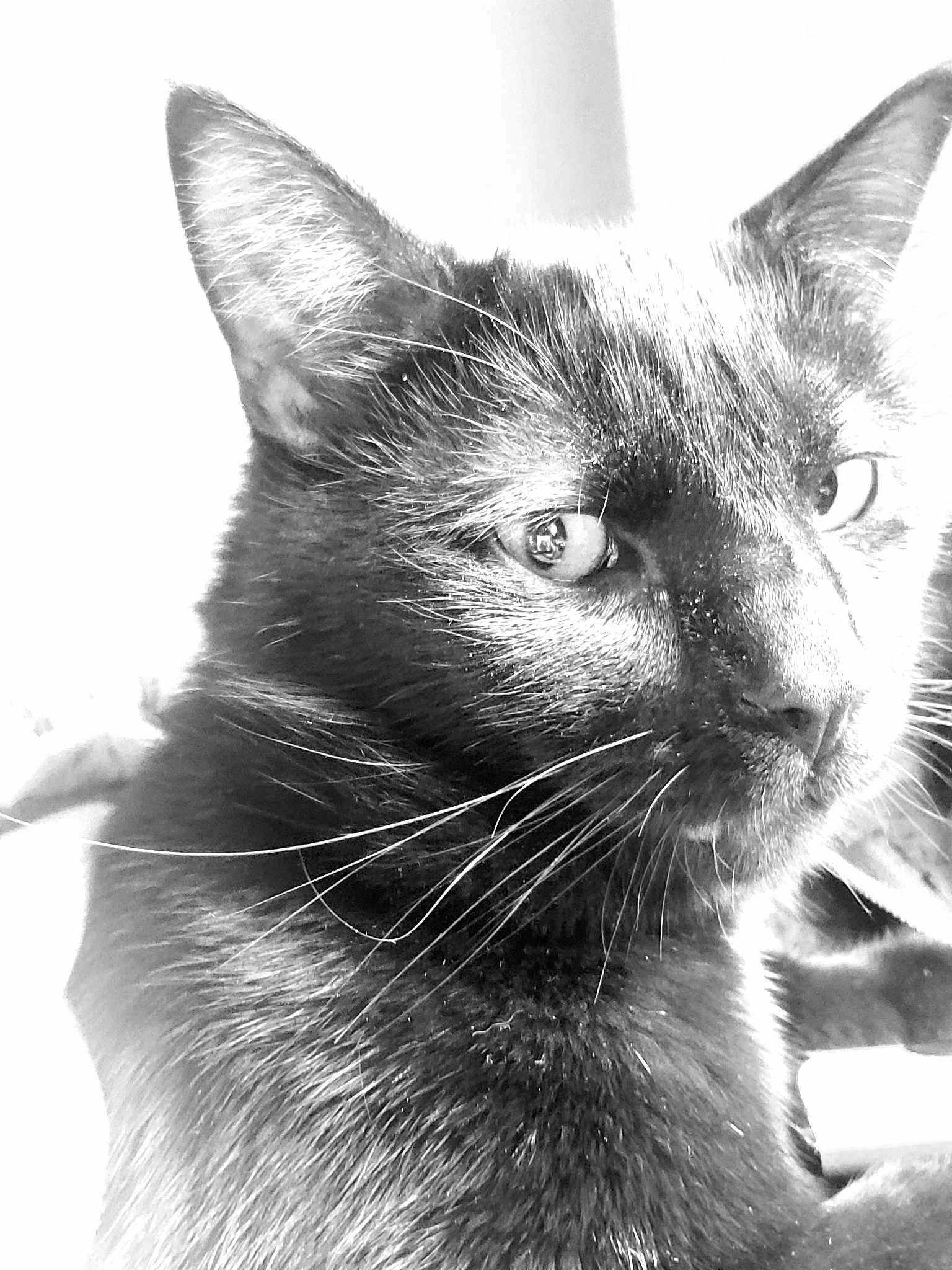 Jack