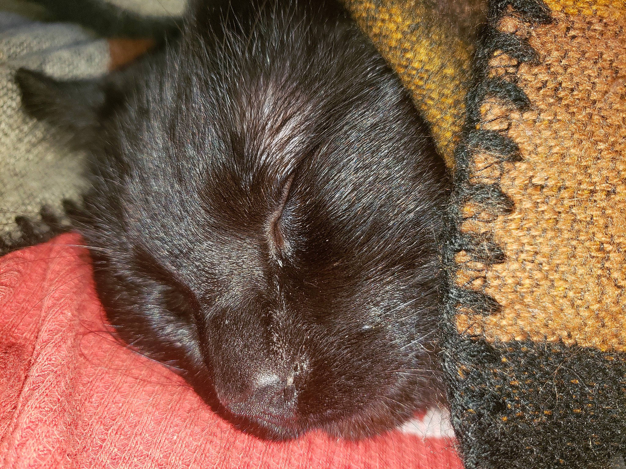 Jack is registered to the contest to win money with this photo: black_cat, bombay, canidae, carnivore, cat, claw, comfort, dog_breed, domestic_short_haired_cat, ear, felidae, fur, liver, nap, small_to_medium_sized_cats, snout, sporting_group, tail, terrestrial_animal, whiskers