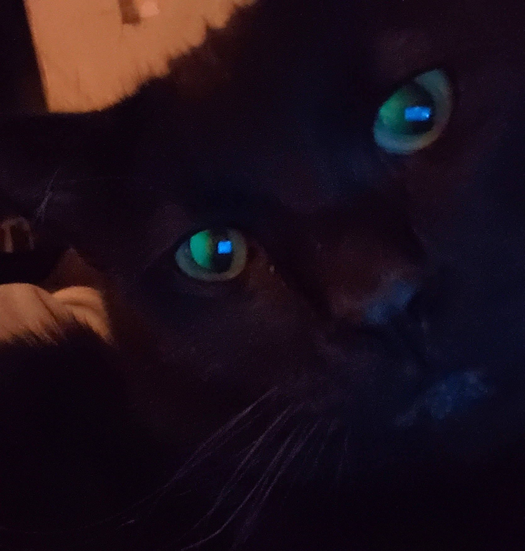 Jack joined the competition — help win amazing prizes! art, black_cat, carnivore, cat, darkness, domestic_short_haired_cat, electric_blue, felidae, fur, night, sky, small_to_medium_sized_cats, snout, terrestrial_animal, tints_and_shades, whiskers