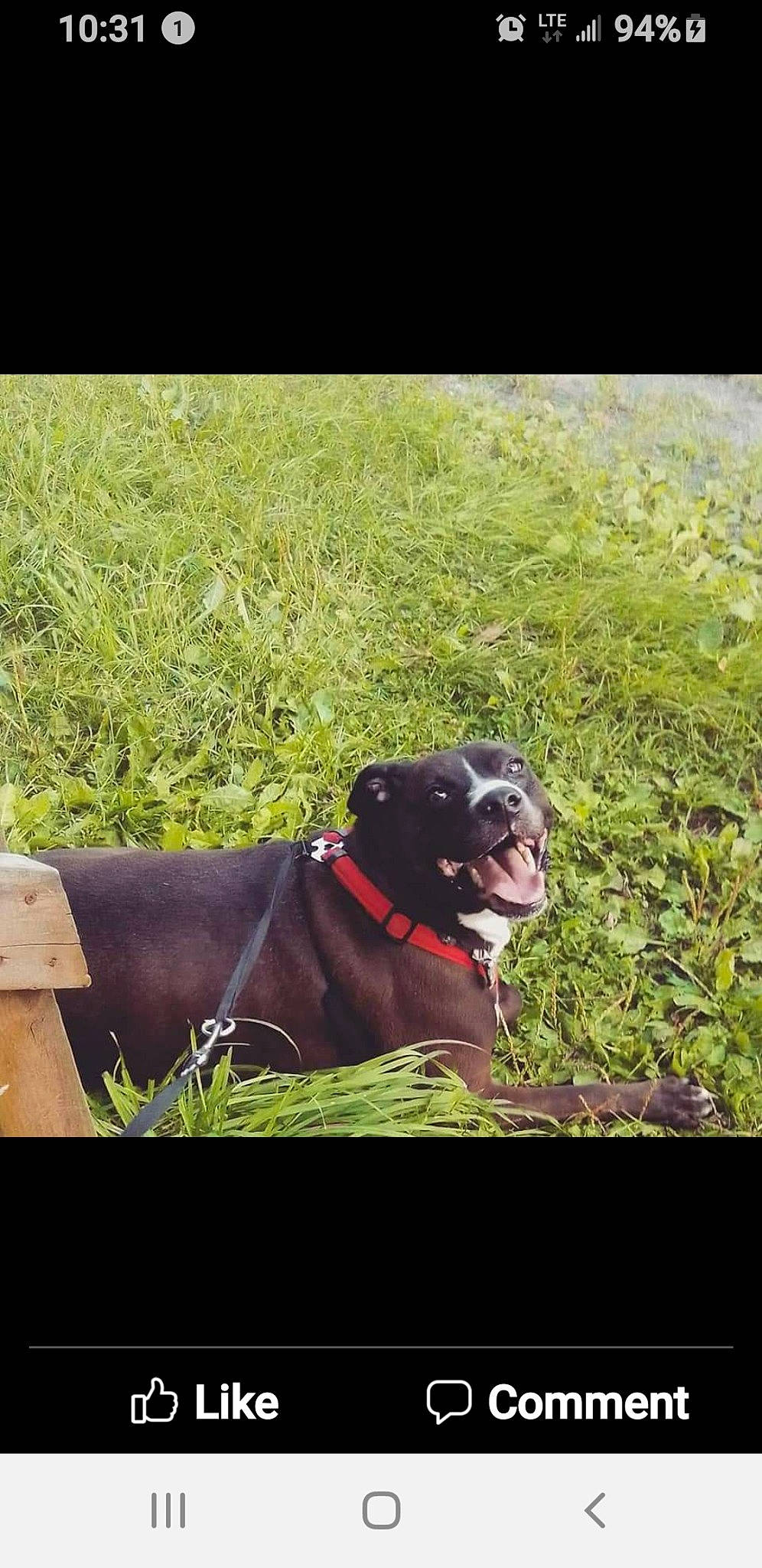 Toby joined the competition — help win amazing prizes! canidae, carnivore, collar, companion_dog, dog, dog_breed, dog_collar, fawn, field, grass, grassland, landscape, pasture, pet_supply, plant, snout, sporting_group, terrestrial_animal, tints_and_shades, working_animal