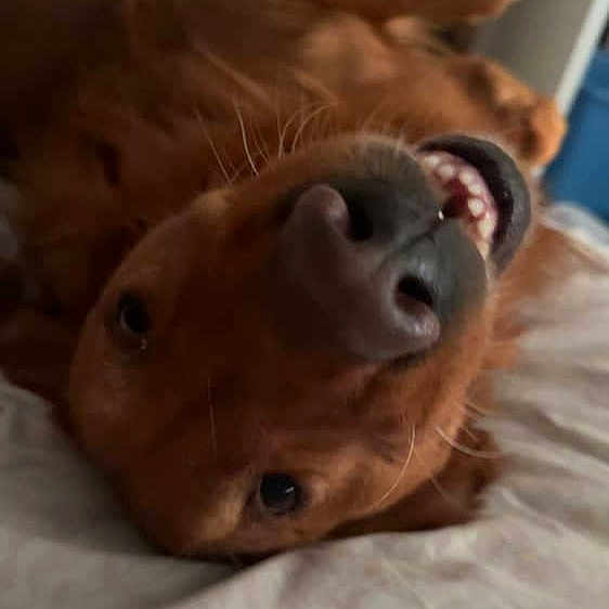 Grizzly joined the competition — help win amazing prizes! dog, golden_retriever, pet, smiling, lying_down, bed, indoor, playful, canine, fur, animal, cute, happy, nose, teeth, resting, domestic, friendly, mischievous, cozy