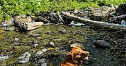 Grizzly is registered to the contest to win money with this photo: dog, golden_retriever, water, creek, rocks, greenery, forest, sunlight, nature, outdoor, stream, log, vegetation, pet, canine, relaxing, summer, animal, happy_dog, landscape