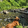 dog, golden_retriever, water, creek, rocks, greenery, forest, sunlight, nature, outdoor, stream, log, vegetation, pet, canine, relaxing, summer, animal, happy_dog, landscape