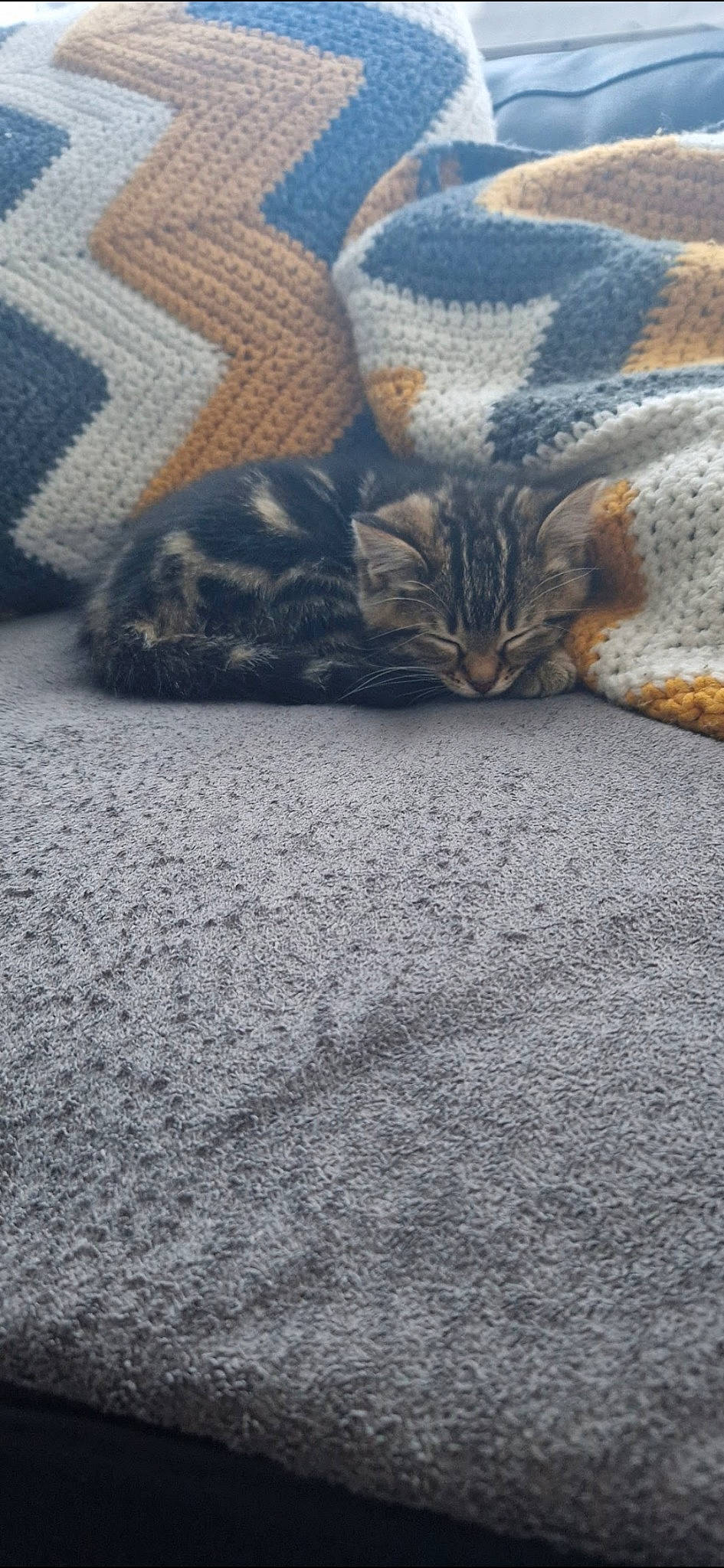 Tigress is registered to the contest to win money with this photo: asphalt, carnivore, cat, comfort, domestic_short_haired_cat, fawn, felidae, flooring, fur, grey, human_leg, linens, pattern, road_surface, small_to_medium_sized_cats, snout, tail, terrestrial_animal, textile, whiskers