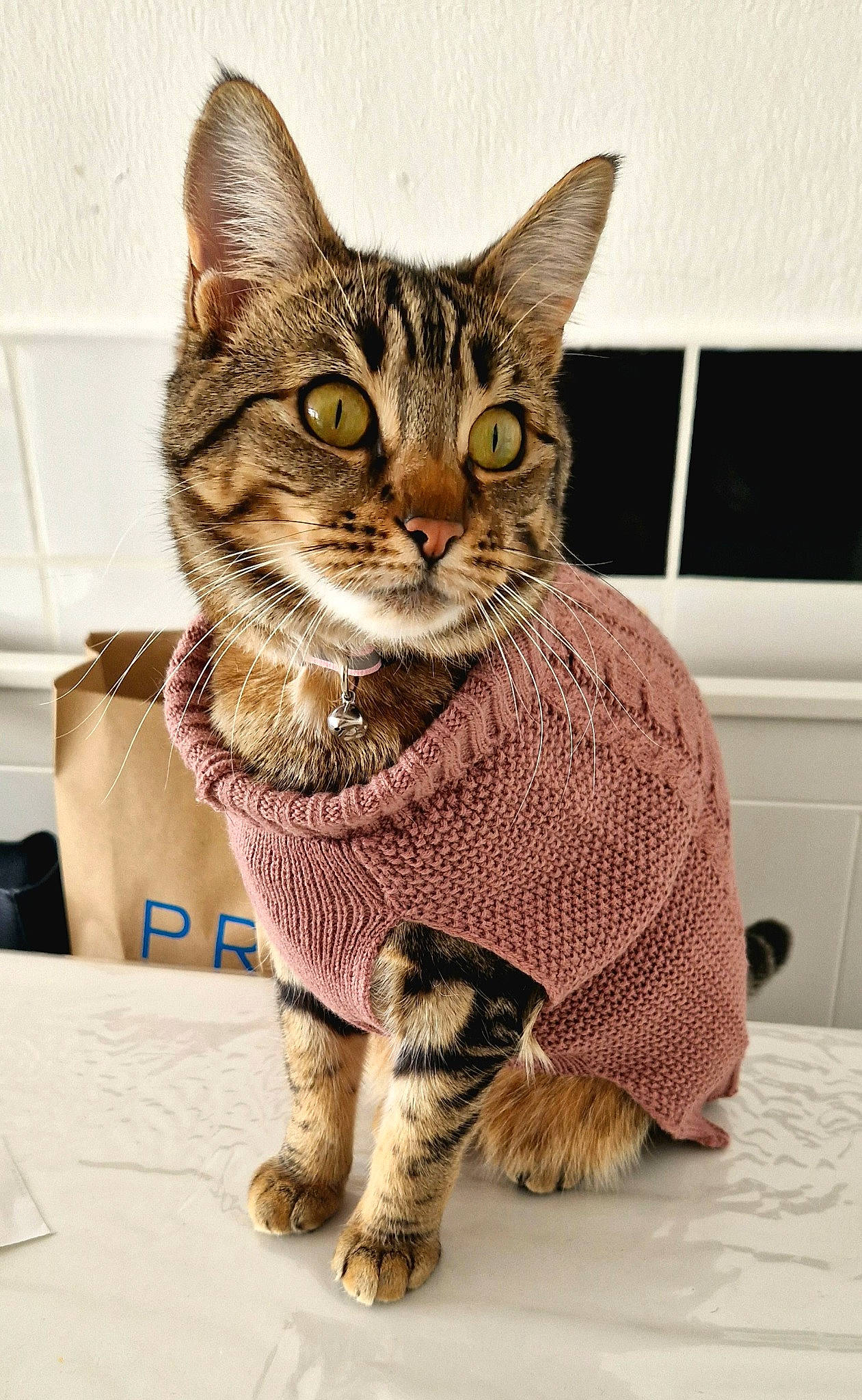 Tigress is registered to the contest to win money with this photo: carnivore, cat, claw, domestic_short_haired_cat, felidae, fur, home_appliance, paw, sitting, small_to_medium_sized_cats, snout, tail, terrestrial_animal, whiskers, wildlife, window