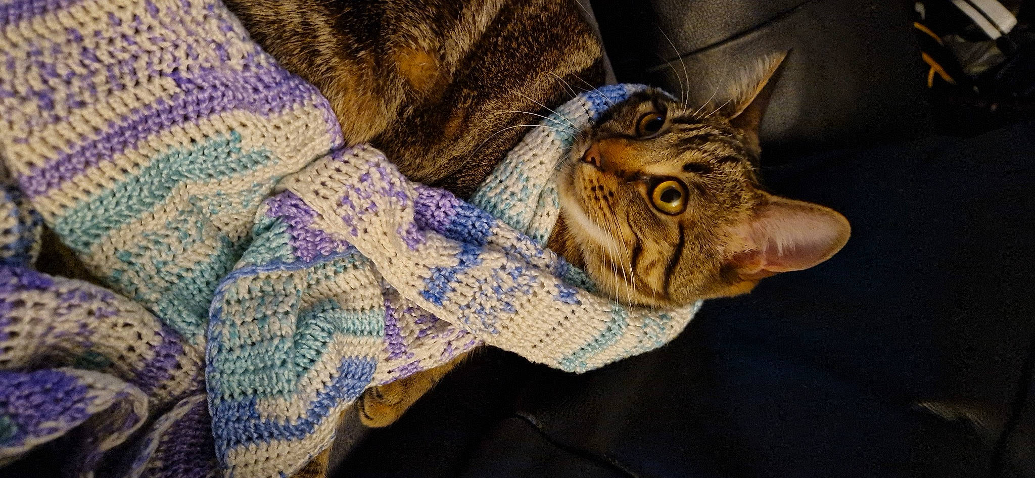 Tigress joined the competition — help win amazing prizes! carnivore, cat, claw, comfort, domestic_short_haired_cat, electric_blue, felidae, fur, linens, pattern, small_to_medium_sized_cats, snout, tail, terrestrial_animal, thread, whiskers, wildlife, wood, woolen, woven_fabric