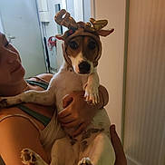 Thïa participe au concours pour gagner de l'argent avec cette photo : antlers, arm, bracelet, brown_and_white_dog, cabinet, calm, casual_clothing, close_up, costume, dog, face, holding, home, indoor, paws, person, pet, reindeer_ears, warm_lighting, white_door