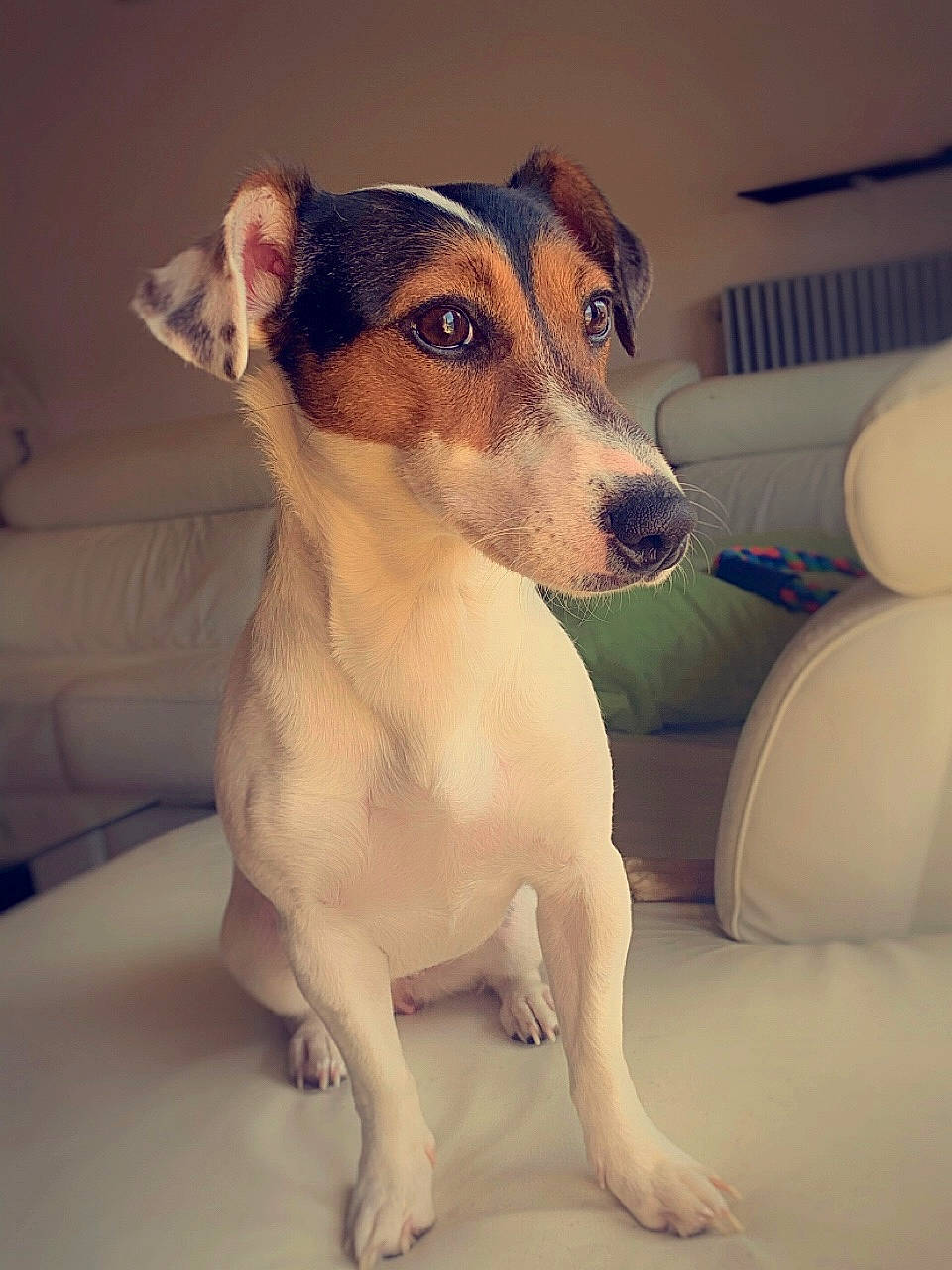 Thïa a rejoint le concours — aidez-le/la à gagner de superbes lots ! beer, canidae, carnivore, collar, comfort, companion_dog, dog, dog_breed, dog_collar, fawn, fur, irishjacks, non_sporting_group, paw, pet_supply, snout, sporting_group, terrestrial_animal, whiskers, working_animal