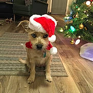 Sierra is registered to the contest to win money with this photo: dog, santa_hat, christmas_tree, holiday, festive, indoor, rug, wood_floor, decorations, lights, pet, canine, scarf, living_room, seasonal, cute, small_dog, animal, home, christmas