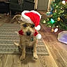 dog, santa_hat, christmas_tree, holiday, festive, indoor, rug, wood_floor, decorations, lights, pet, canine, scarf, living_room, seasonal, cute, small_dog, animal, home, christmas