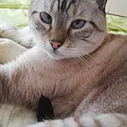 Didier participe au concours pour gagner de l'argent avec cette photo : cat, blue_eyes, close_up, indoor, bed, wooden_wall, decor, feline, pet, relaxed, fur, whiskers, animal, mammal, domestic, cute, laying, soft_focus, cozy, resting